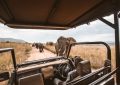 safari en Afrique