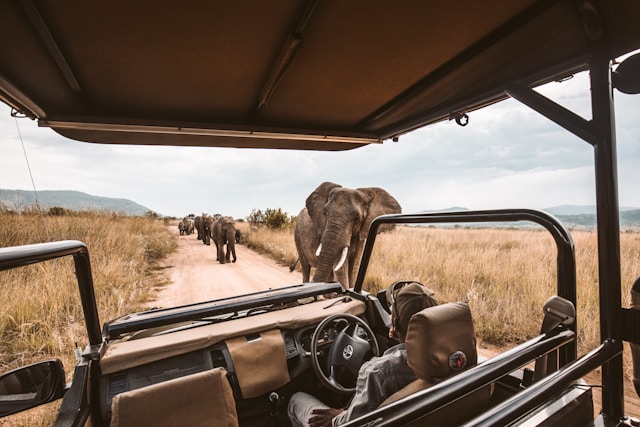 Safari en Afrique : tout ce que vous devez savoir