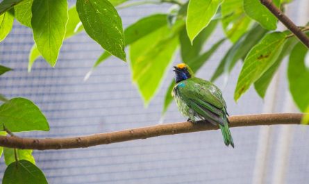 environnement pour oiseau