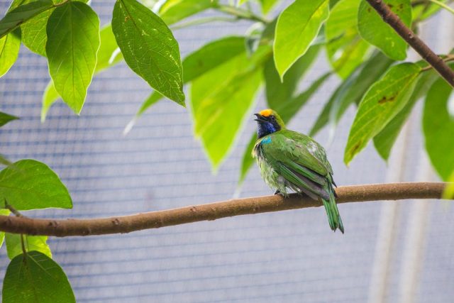 environnement pour oiseau