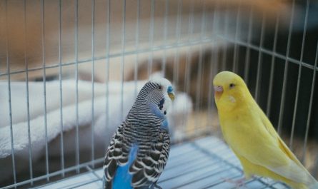 cages pour oiseaux