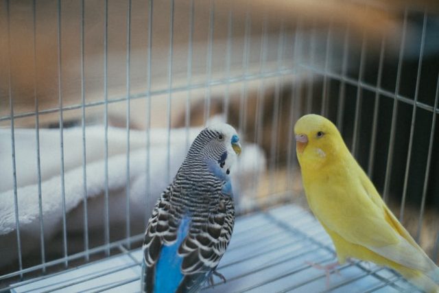 cages pour oiseaux