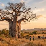 le baobab